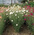 Xeranthemum Annuum